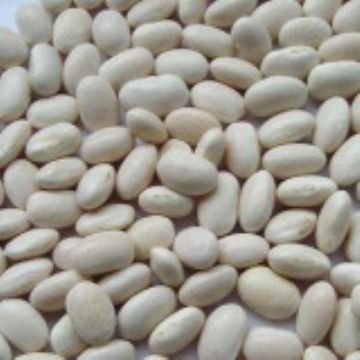 White Kidney Bean Extract